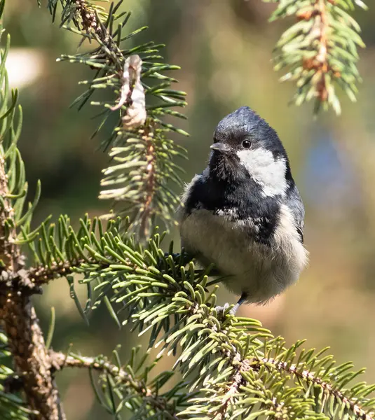 Coal tit, Periparus ater. A bird sits on a spruce branch