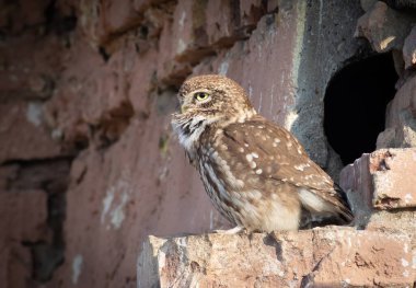 Küçük baykuş, Athene Noctua. Bir kuş yuvanın yanında oturur ve haykırır