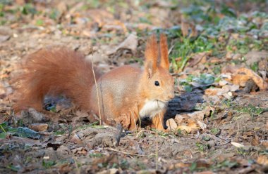 Kızıl sincap, Sciurus vulgaris. Hayvan, meşe palamudu ve fındık aramak için yerde koşar.