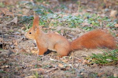 Kızıl sincap, Sciurus vulgaris. Hayvan, meşe palamudu ve fındık aramak için yerde koşar.