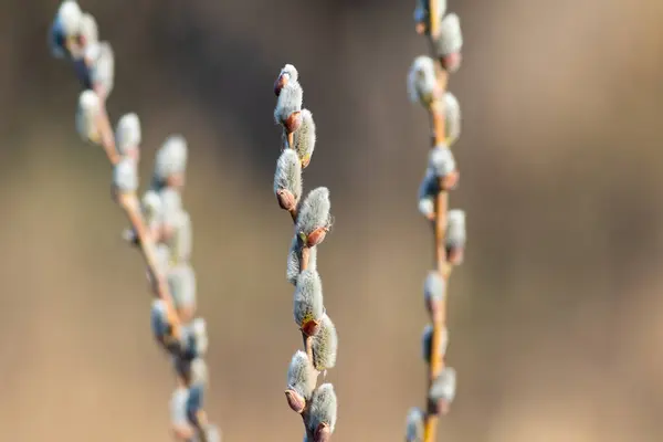 A branch of flowering willow tree on flat background. Willow catkins.