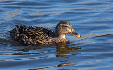 Mallard, Anas platyrhynchos. Güneşli bir sabah, bir dişi nehirde yüzer.