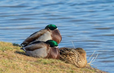 Mallard, Anas platyrhynchos. Güneşli bir sabahta Nehrin kıyısında uyuklayarak