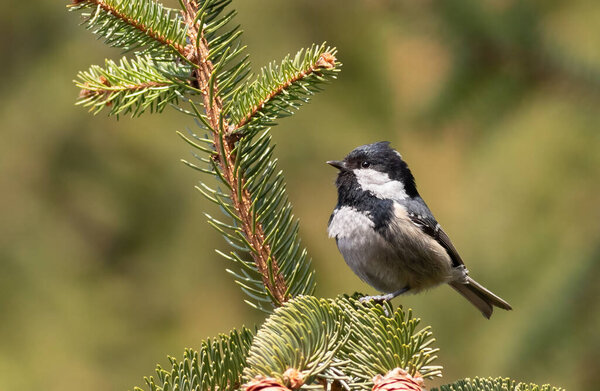 Coal tit, Periparus ater. A bird sits on a spruce branch on a blurred green background