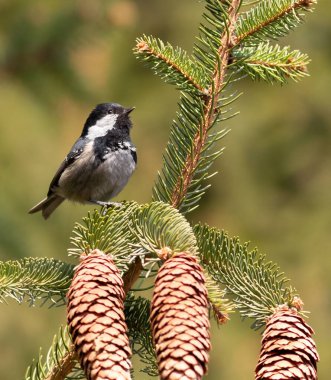 Coal tit, Periparus ater. A small bird sits on a spruce branch near the cones