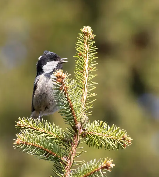 Coal tit, Periparus ater. A bird sings sitting on a spruce branch on a flat background