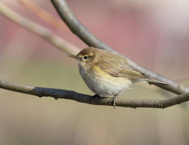 Yaygın şifaff, Phylloscopus collybita. Bir kuş ağaç dalında oturur.