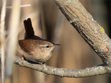 Avrasya çalıkuşu, Troglodit trogloditleri. Nehrin kıyısındaki ağaç dalında bir kuş oturuyor.