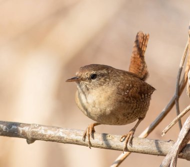 Avrasya çalıkuşu, Troglodit trogloditleri. Güneşli bir günde, bir kuş bir ağaç dalına oturur.