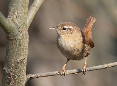 Avrasya çalıkuşu, Troglodit trogloditleri. Güneşli bir günde, bir kuş bir ağaç dalına oturur.