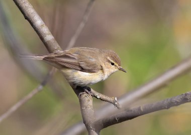 Yaygın şifaff, Phylloscopus collybita. Bir kuş ağaç dalında oturur.