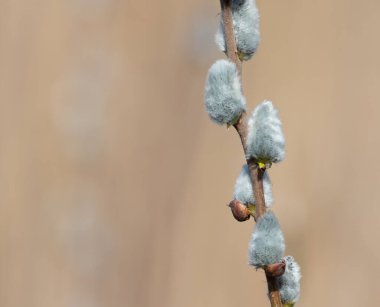 Düz zemin üzerinde çiçek açan söğüt ağacı dalı. Willow catkins