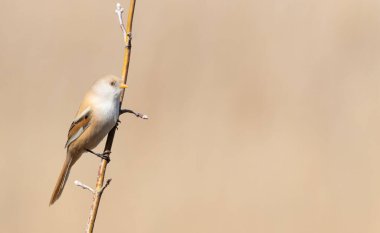 Sakallı reedling, Panurus biarmicus. Güneşli bir sabahta, bir dişi bir bitkinin dalında oturur.