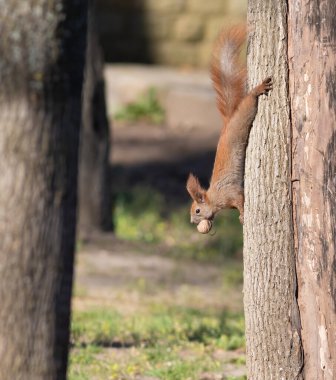 Kızıl sincap, Sciurus vulgaris. Dişinde ceviz olan bir hayvan ağaç gövdesine tırmanıyor.