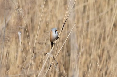 Sakallı reedling, Panurus biarmicus. Bir erkek nehir kıyısındaki sazlıkta oturuyor.