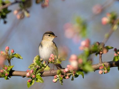 Söğüt bülbülü, Phylloscopus trochilus. Bahar sabahı, bir kuş çiçek açan bir ağacın dalında oturur.