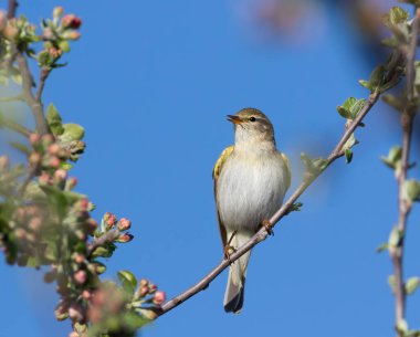 Söğüt bülbülü, Phylloscopus trochilus. Bahar sabahı, bir kuş çiçek açan bir ağaçta şarkı söyler..