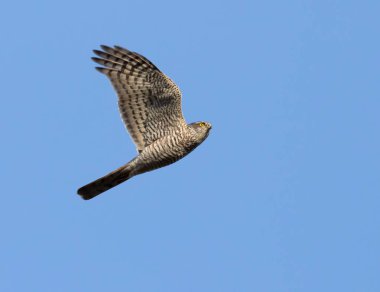 Avrasya atmacası, Accipiter nisus. Mavi gökyüzüne doğru uçan genç bir erkek..