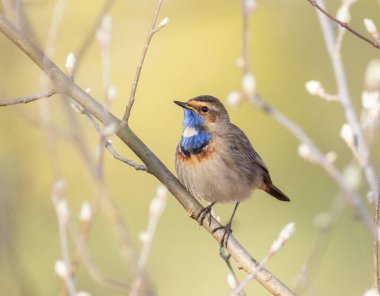 Bluethroat, Luscinia svecica. Sabahın erken saatlerinde, erkek bir kuş nehir kıyısındaki bir dala oturur.