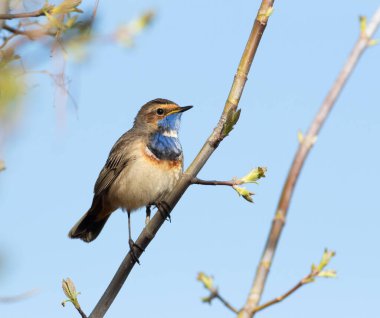 Bluethroat, Luscinia svecica. Nehir kıyısındaki bir dalda bir kuş oturuyor