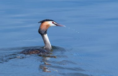 Büyük ibikli grebe, Podiceps kristali. Bir kuş avına dalıp nehirde yüzer.