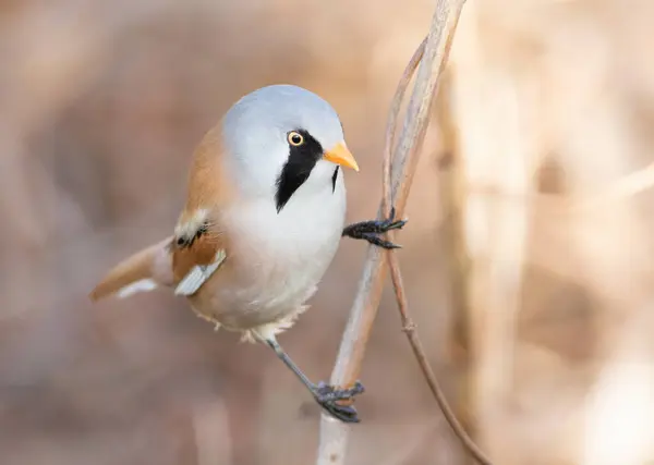 Sakallı reedling, Panurus biarmicus. Bir erkek kuş, bir nehir kıyısındaki sazlığa oturur.
