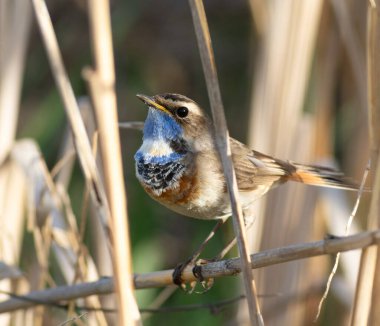 Bluethroat, Luscinia svecica. Şarkı söyleyen bir kuş nehir kıyısında bir sazlıkta oturur.