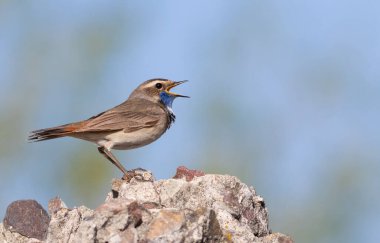 Bluethroat, Luscinia svecica. A bird sits on a rock and sings clipart