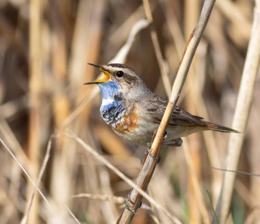 Bluethroat, Luscinia svecica. Şarkı söyleyen bir kuş nehir kıyısında bir sazlıkta oturur.