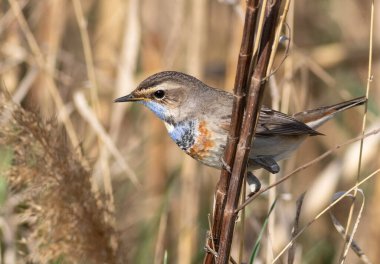 Bluethroat, Luscinia svecica. A male bird sits in a reed thicket on a riverbank clipart