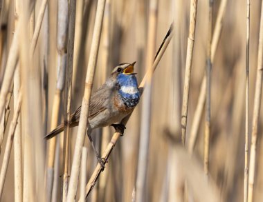 Bluethroat, Luscinia svecica. Şarkı söyleyen bir kuş nehir kıyısında bir sazlıkta oturur.