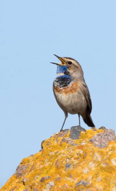 Bluethroat, Luscinia svecica. Bir erkek kuş güzel bir kayanın üzerinde oturur ve şarkı söyler.