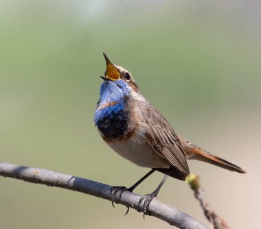 Bluethroat, Luscinia svecica. Sabahın köründe, bir kuş bir dala oturur ve şarkı söyler.