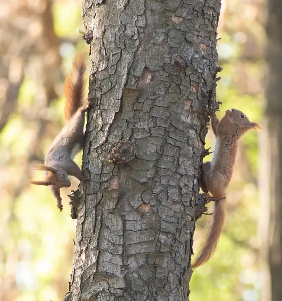 Kızıl sincap, Sciurus vulgaris. Hayvanlar birbirlerini ağacın gövdesinde kovalar.