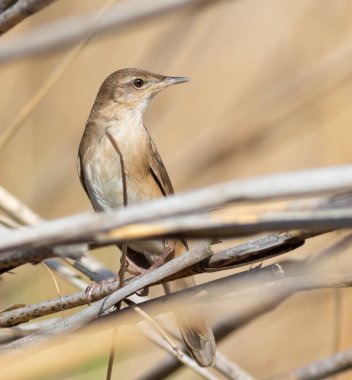 Savi 'nin ötleğeni, Locream Luscinioides Sabah erken saatte nehir kıyısında bir sazlıkta oturur