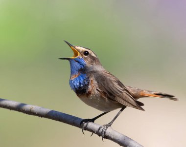 Bluethroat, Luscinia svecica. Sabahın köründe, bir kuş bir dala oturur ve şarkı söyler.
