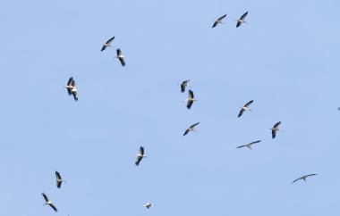 Beyaz leylek, Ciconia ciconia. Büyük bir kuş sürüsü nehrin üzerindeki gökyüzünde daireler çizerek uçuyor.
