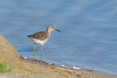 Çulluk, Tringa Glareola. Bir kuş av aramak için nehir boyunca yürür..