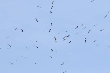 Beyaz leylek, Ciconia ciconia. Büyük bir kuş sürüsü nehrin üzerindeki gökyüzünde daireler çizerek uçuyor.