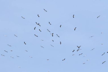 White stork, Ciconia ciconia. A large flock of birds fly in circles in the sky above the river clipart