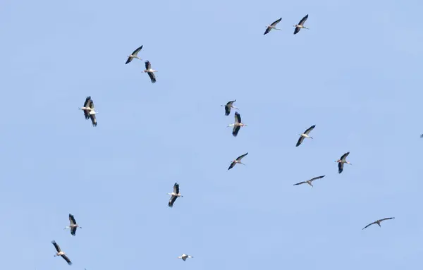 stock image White stork, Ciconia ciconia. A large flock of birds fly in circles in the sky above the river