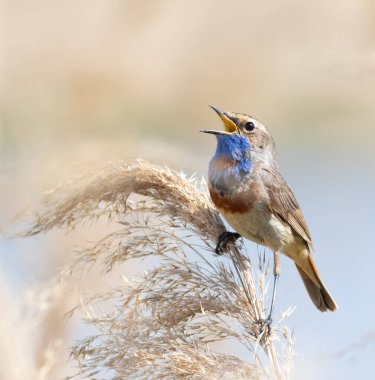 Bluethroat, Luscinia svecica. Erkek bir kuş nehrin kenarındaki sazlığın tepesinde oturur ve şarkı söyler.