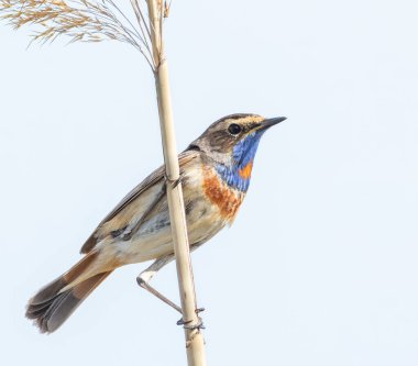 Bluethroat, Luscinia svecica. Male bird sitting on a reed stalk, white background, isolated clipart