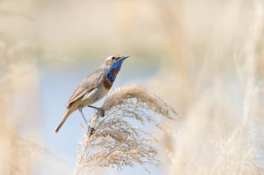 Bluethroat, Luscinia svecica. Erkek bir kuş nehir kıyısındaki bir sazlığın üzerinde oturur.