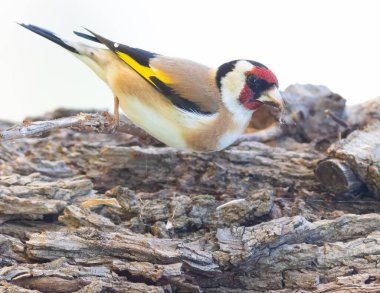 Avrupa ispinozu, Carduelis carduelis. Bir kuş yiyecek aramak için bir ağacın gövdesine tırmanıyor.