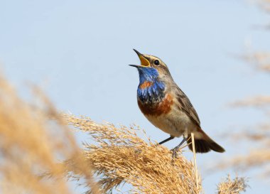 Bluethroat, Luscinia svecica. Erkek bir kuş nehrin kenarındaki sazlığın tepesinde oturur ve şarkı söyler.