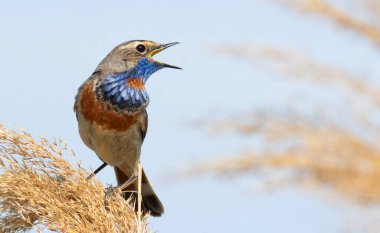 Bluethroat, Luscinia svecica. A bird sits on the bank of the river in the reeds and sings clipart