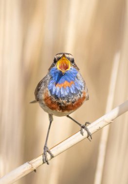 Bluethroat, Luscinia svecica. A male bird looks into the lens and sings while sitting in the reeds on the river bank. Close-up of a bird clipart