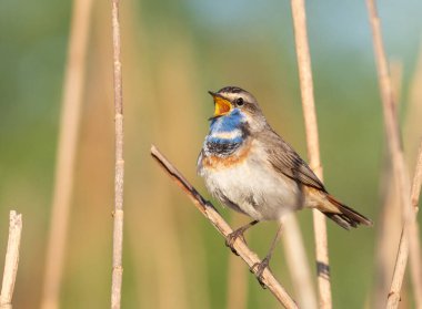 Bluethroat, Luscinia svecica. Şafakta, bir kuş nehir kıyısında şarkı söyler.