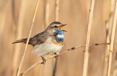 Bluethroat, Luscinia svecica. Boynunda beyaz bir leke olan bir erkek sazlıkta oturur ve şarkı söyler.
